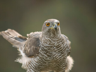 Goshawk, Accipiter gentilis
