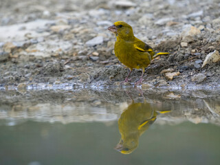 Greenfinch, Chloris chloris