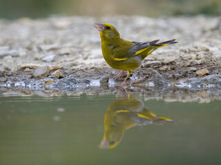 Greenfinch, Chloris chloris