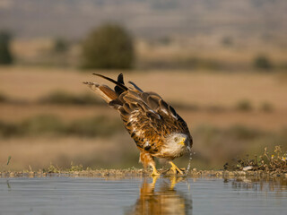 Red kite, Milvus milvus,