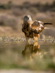 Red kite, Milvus milvus,