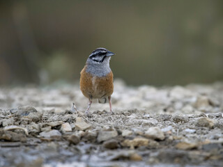 Rock bunting, Emberiza cia