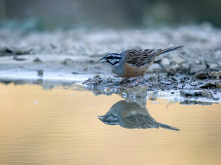Rock bunting, Emberiza cia