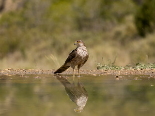Sparrowhawk, Accipiter nisus