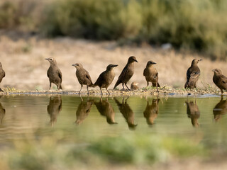 Spotless starling, Sturnus unicolor
