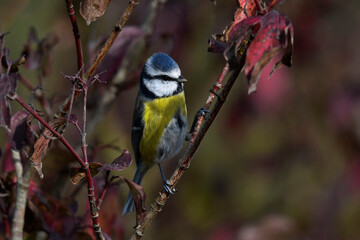 Eurasian blue tit // Blaumeise (Cyanistes caeruleus)