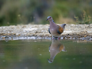 Turtle dove, Streptopelia turtur