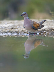 Turtle dove, Streptopelia turtur
