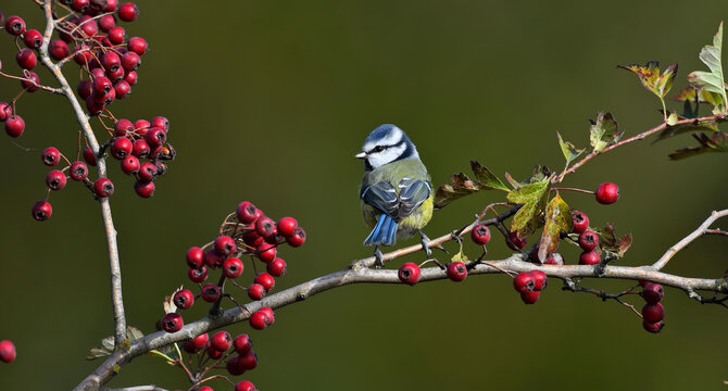 Eurasian blue tit // Blaumeise (Cyanistes caeruleus)
