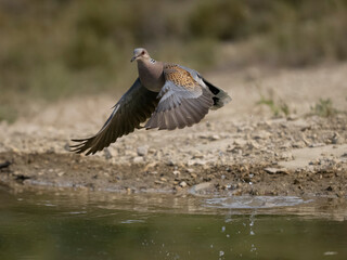 Turtle dove, Streptopelia turtur