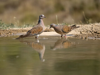 Turtle dove, Streptopelia turtur