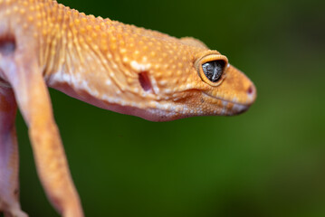 The leopard gecko or common leopard gecko, Eublepharis macularius is a ground dwelling lizard native to the rocky dry grassland and desert regions 