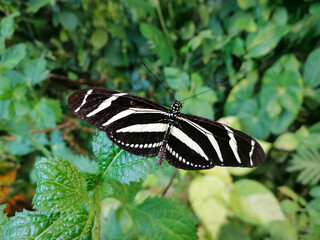 The zebra butterfly, its scientific name is heliconius charithonia