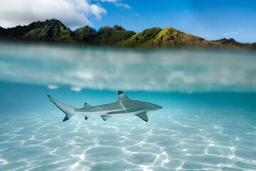 tiburon nadando en Moorea polynesia fancesa con agua cristalina