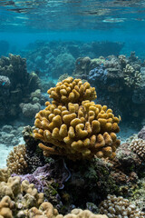 Vista submarina de arrecife de coral en polynesia francesa agua cristalina