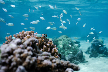 Naklejka na ściany i meble Vista submarina de arrecife de coral en polynesia francesa agua cristalina
