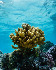Naklejka na ściany i meble Vista submarina de arrecife de coral en polynesia francesa agua cristalina