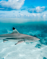 Tiburon de puntas negras en polynesia francesa con agua turquesa y cielo azul