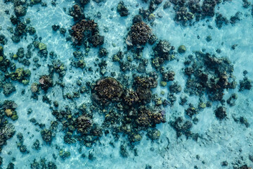 coral polynesia francesa vista cenital agua cristalina