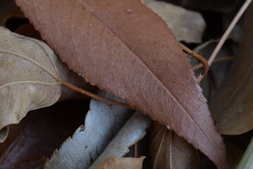 autumn leaves on the ground