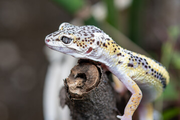 Close up of the leopard gecko or common leopard gecko, Eublepharis macularius is a ground dwelling lizard native to the rocky dry grassland and desert regions 