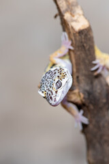 Close up of the leopard gecko or common leopard gecko, Eublepharis macularius is a ground dwelling lizard native to the rocky dry grassland and desert regions 