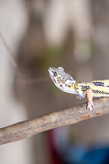 Close up of the leopard gecko or common leopard gecko, Eublepharis macularius is a ground dwelling lizard native to the rocky dry grassland and desert regions 