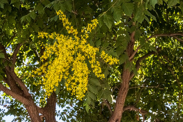 Yellow Leaves of Summer Time with Green