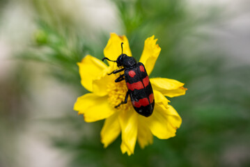 Close up of Mylabris pustulata or Hycleus pustulatus is a species of blister beetle in the family Meloidae found in South Asia.