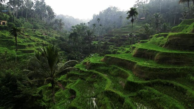 aerial morning view of rice terraces in bali with fog