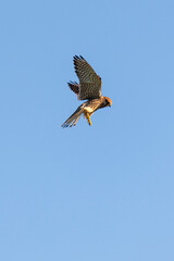 Close up of female kestrel in shaking flight, wings and tail fanned out to maximum in blue sky