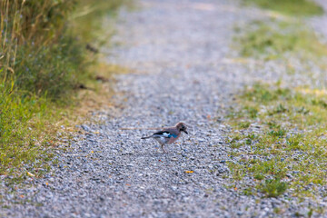 A young jay forages on a gravelly dirt road