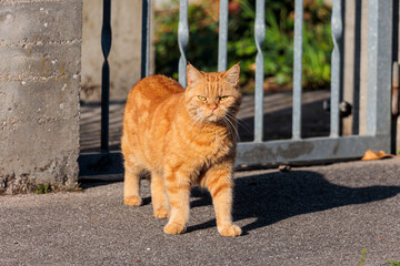 A red-haired British shorthair tomcat stands at the garden gate and looks critically into the camera