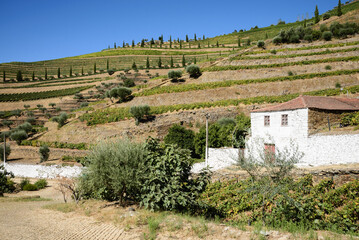 Fototapeta na wymiar Quinta com Vinhas na Região do Rio Douro