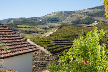Paisagem em Socalcos no Rio Douro