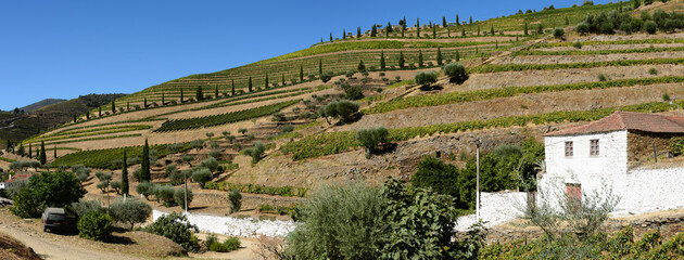 Quinta com Vinhas na Regi&atilde;o do Rio Douro