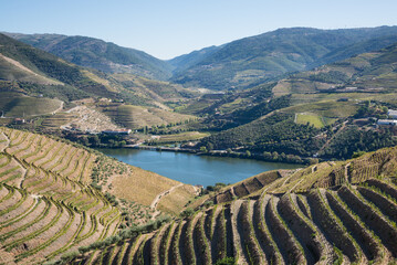 Paisagem em Socalcos no Rio Douro