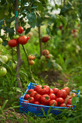 Ripening tomatoes in a greenhouse