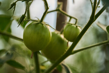 Ripening tomatoes in a greenhouse