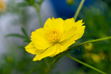 Cosmos sulphureus is a species of flowering plant in the sunflower family Asteraceae, also known as sulfur cosmos and yellow cosmos