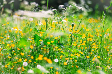 Wildflowers in bright yellow and green colors growing in summer meadow. Motion blur from wind movement. Flowers include buttercups, cow parsley or 