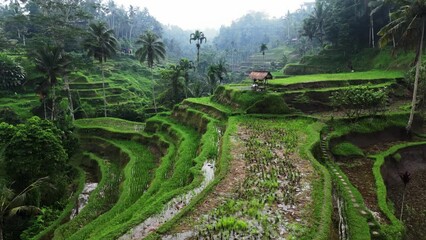 aerial morning view of rice terraces in bali with fog