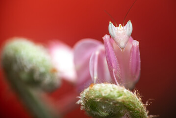 Close up of Orchid Mantis, Hymenopus coronatus on a fern