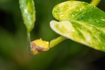 Cute action of mini golden frog, Philautus Vittiger  on philodendron leaf