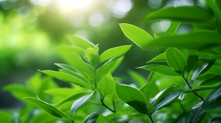 Closeup beautiful view of nature green leaves on blurred greenery tree background