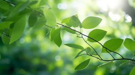 Fototapeta premium Closeup beautiful view of nature green leaves on blurred greenery tree background