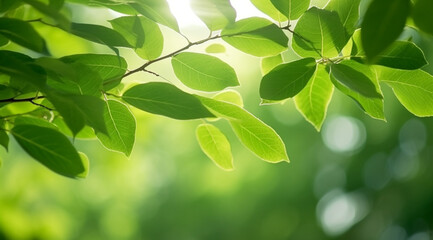 Fototapeta na wymiar Closeup beautiful view of nature green leaves on blurred greenery tree background