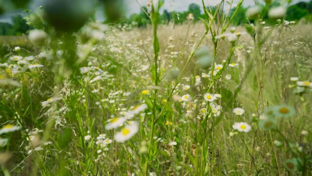 Chamomile flowers field . 