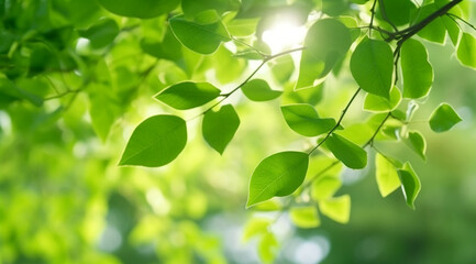Fototapeta na wymiar Closeup beautiful view of nature green leaves on blurred greenery tree background