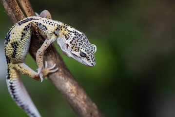 Close up of the leopard gecko or common leopard gecko, Eublepharis macularius is a ground dwelling lizard native to the rocky dry grassland and desert regions 